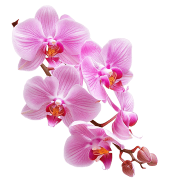 Orkide
