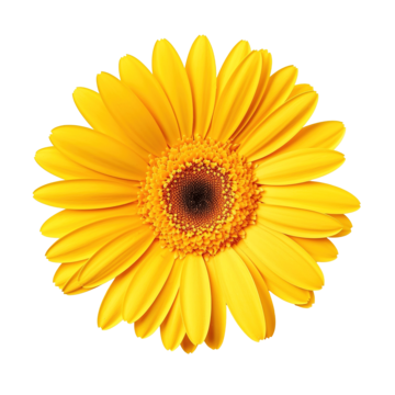 Gerbera