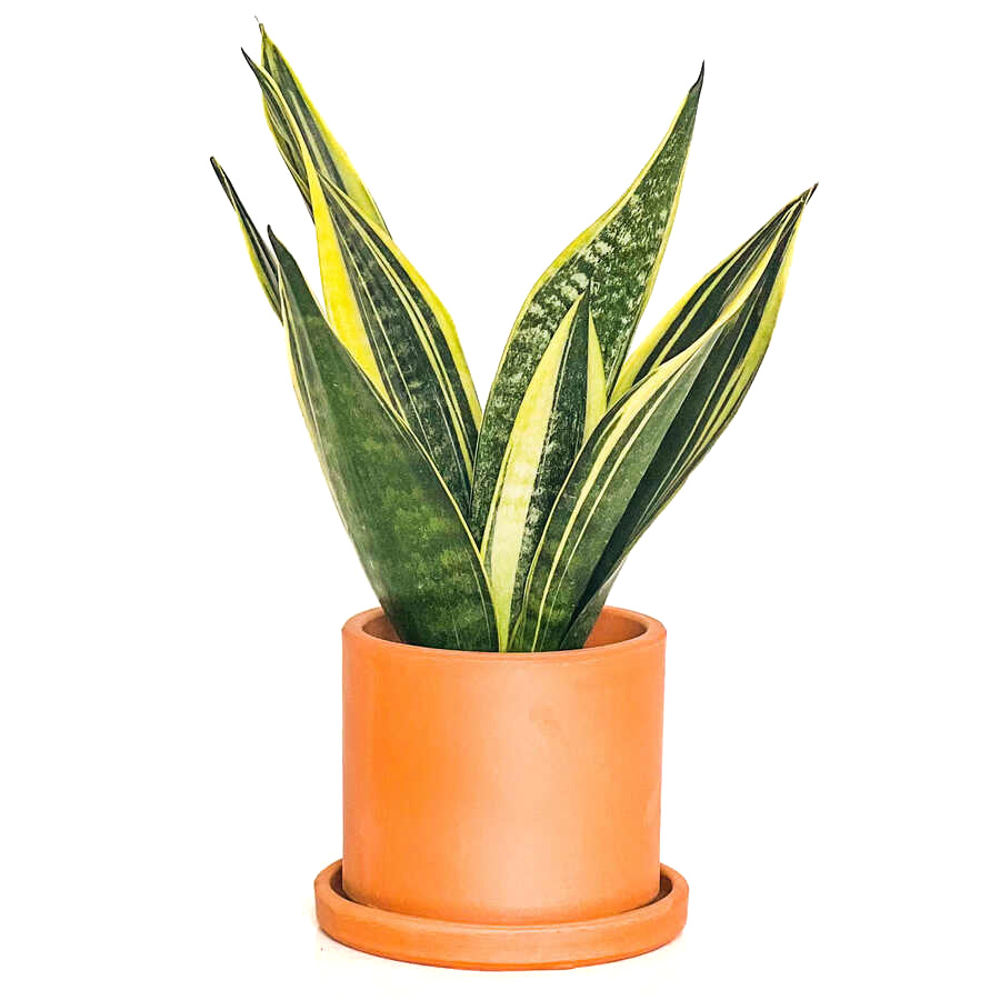 Paşa Kılıcı Mini (Sansevieria Gold Flame) Ruby
