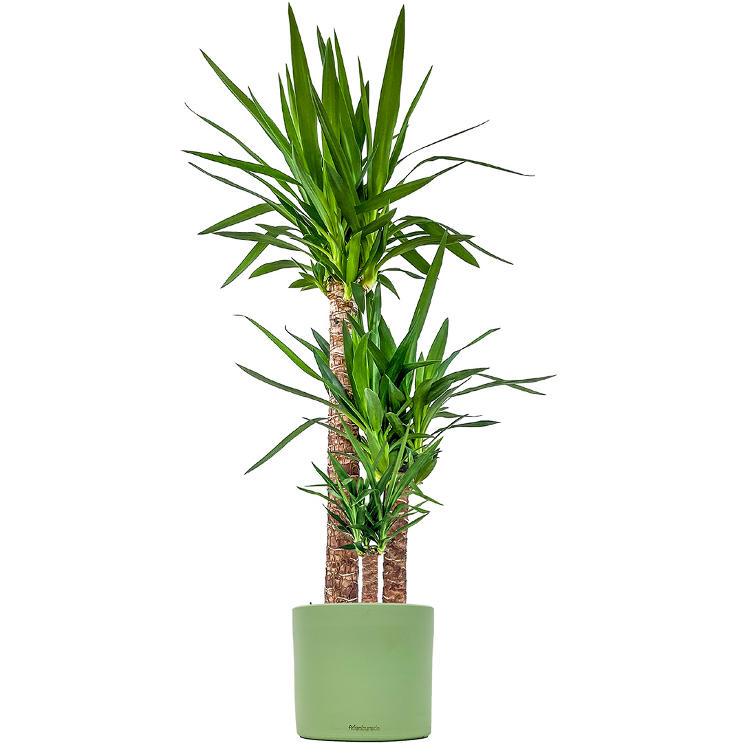 Yuka 3 Gövdeli (Yucca Massengena) Ruby