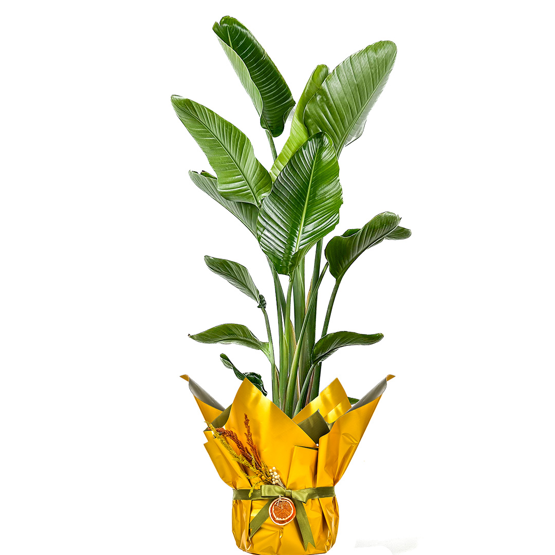 Starliçe - Cennet Kuşu