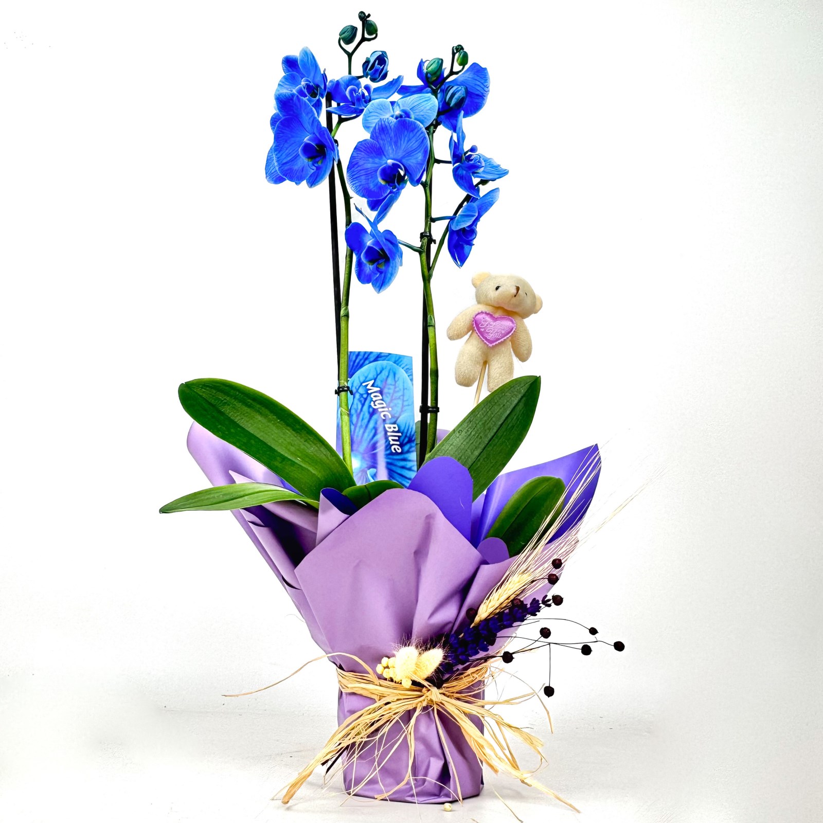 Mavi Orkide (Blue Orchid) Hediye Paketli
